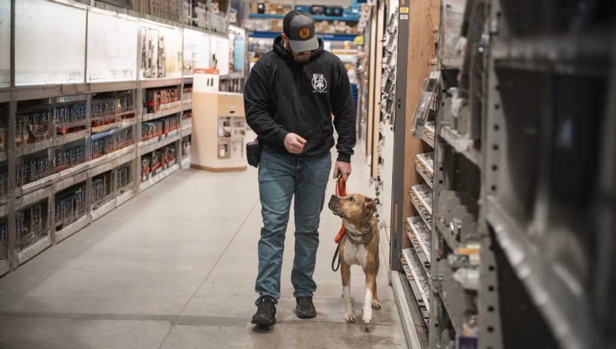 Trainer heeling a pit mix on a loose leash